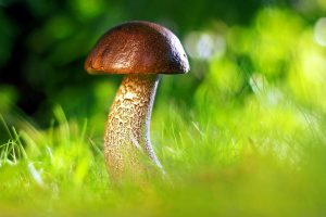 Read more about the article 믿고 맡길 수 있는 먹튀검증 사이트 알아보자
